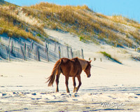 Wild horse of the OBX