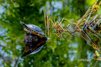Sunning Turtle REflection