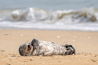 Seals Of The Outer Banks