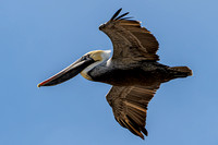 Birds Of The Outer Banks