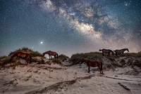 Wild Horses Outer Banks